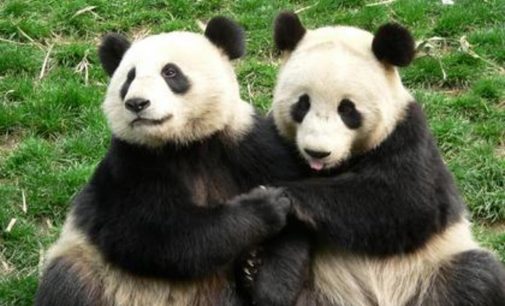 Koronavirüs pandalara yaradı: Hayvanat bahçesi kapatılınca 10 yıl sonra çiftleşmeyi başardılar