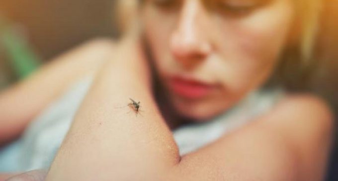 Bilim insanları doğruladı: Koronavirüs sivrisinekler yoluyla bulaşmıyor