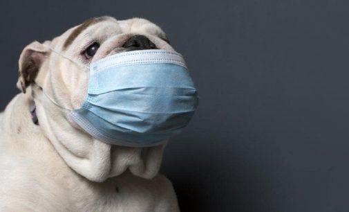 ABD’de evcil bir köpekte koronavirüs tespit edildi