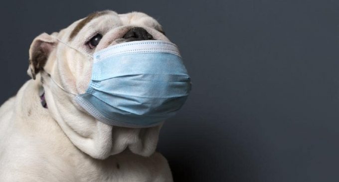 ABD’de evcil bir köpekte koronavirüs tespit edildi