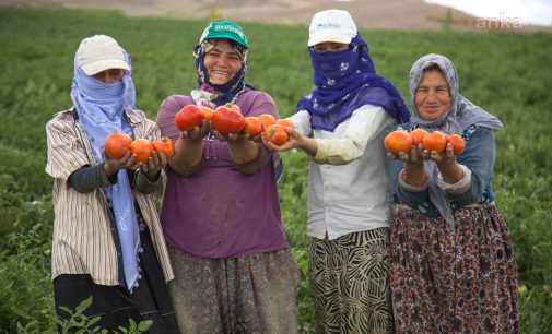 Mansur Yavaş’tan yerli üreticiye tam destek: Çiftçilere 5 milyon fide dağıtılacak