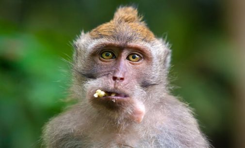 Bilim insanları: Bir maymun türü Atlantik Okyanusu’nu geçerek Güney Amerika’ya gitti