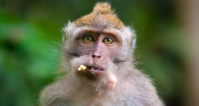 Bilim insanları: Bir maymun türü Atlantik Okyanusu’nu geçerek Güney Amerika’ya gitti