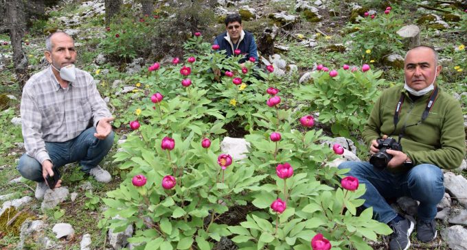 Torosların sembol çiçeği şakayığa zarar vermenin cezası 61 bin 800 lira