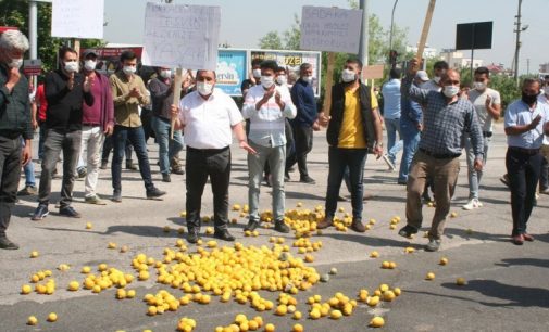 Limon üreticileri yol kesip eylem yaptı: ‘Bakan istifa’ sesleri