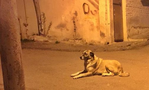 Mahallenin maskotu ‘Alaş’ adlı köpeği bıçaklayarak öldüren saldırgan serbest bırakıldı
