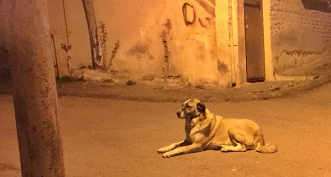 Mahallenin maskotu ‘Alaş’ adlı köpeği bıçaklayarak öldüren saldırgan serbest bırakıldı
