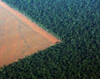 Doğal Hayatı Koruma Vakfı: Salgın döneminde orman katliamı yüzde 150 arttı