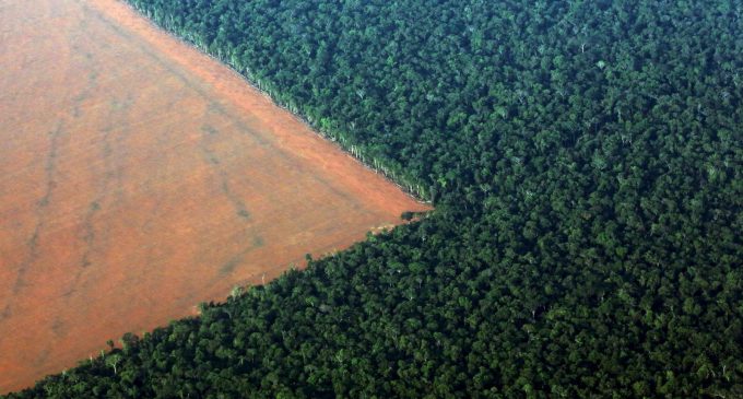 Doğal Hayatı Koruma Vakfı: Salgın döneminde orman katliamı yüzde 150 arttı