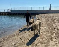 Kadıköy’de çoban köpekleri özel izinle sahil keyfi yaptı
