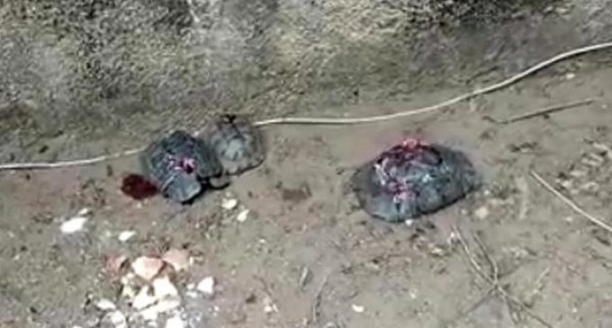 Kaplumbağa katliamı: Başlarına vurup, kabuklarını kırarak öldürdüler