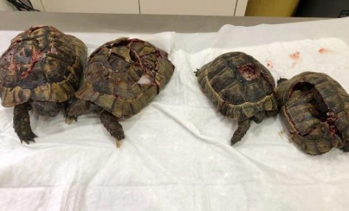 Kaplumbağa katliamının sanığı yakalandı: Kara büyü olduğuna inandığım için öldürdüm