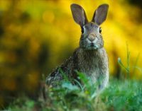 ABD’de yeni ölümcül salgın uyarısı: Tavşanlar arasında hızla yayılıyor