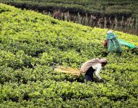 81 il valiliğine çay üreticilerinin seyahat izinleri hakkında genelge