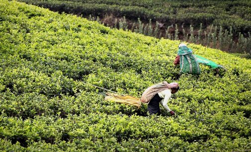 Çay hasadında işçi sıkıntısını aşmak için yeni çağrı: Gurbetten sılaya