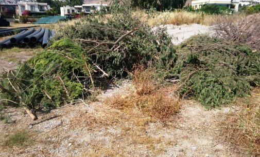 Bodrum’da ağaç katliamı: Sahili genişletmek için ağaçları kestiler