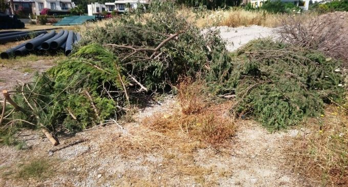 Bodrum’da ağaç katliamı: Sahili genişletmek için ağaçları kestiler