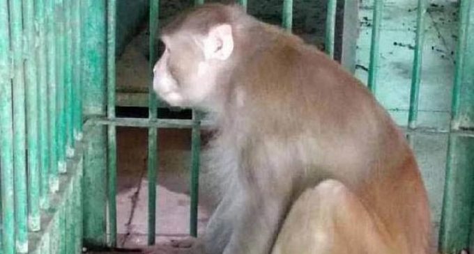 Bir kişiyi öldürüp 249 kişiyi yaralayan maymuna müebbet esaret cezası