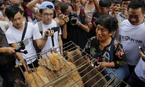 Çin, koronavirüs salgını ve tepkilere rağmen geri adım atmadı: Köpek eti festivali başladı
