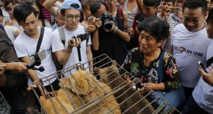 Çin, koronavirüs salgını ve tepkilere rağmen geri adım atmadı: Köpek eti festivali başladı