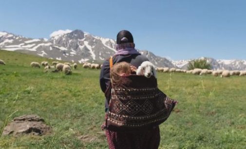 Göçerlerin yayla göçü: İki kuzu anne sırtında taşındı