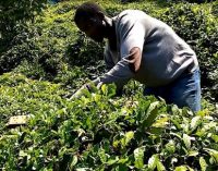 Gürcü işçiler gelemeyince Senegalli, Afgan ve Özbek işçiler çay hasadında