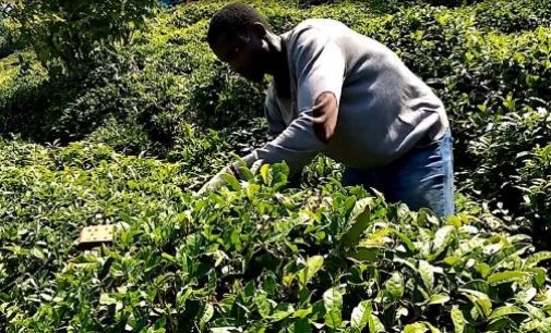 Gürcü işçiler gelemeyince Senegalli, Afgan ve Özbek işçiler çay hasadında
