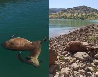 Pembelik Barajı yaban hayatını yok ediyor: Yaban keçileri barajda boğuldu