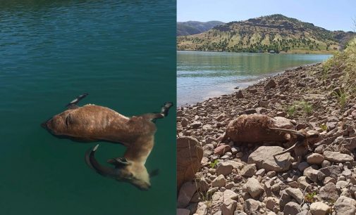 Pembelik Barajı yaban hayatını yok ediyor: Yaban keçileri barajda boğuldu