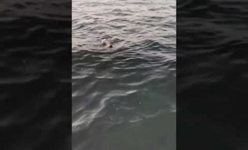 İzmir’de bir yurttaş boğulmak üzere olan kediyi denize atlayarak kurtardı