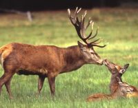 Eskişehir’de 18 kızıl geyik avlanması ihalesine ‘yürütmeyi durdurma’ kararı