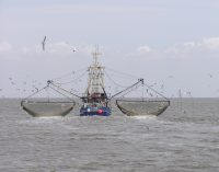 35 gündür denizde olan 57 balıkçı koronavirüse yakalandı