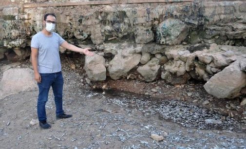 Ahmetli Çayı kuraklık ve bilinçsiz tarımsal sulama nedeniyle kurudu: On binlerce balık telef oldu
