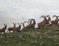 Bakanlık, 480 yaban keçisi, 89 kızıl geyik ve 167 karacanın öldürülmesi için avlanma izni verdi