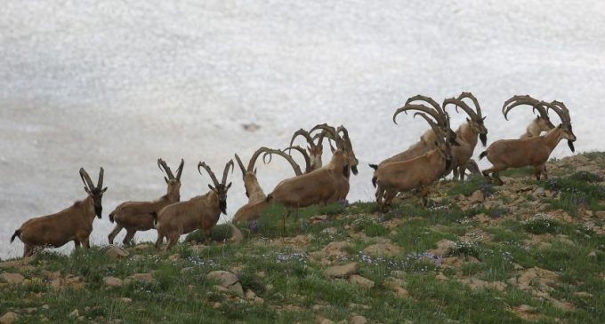 Avlama ihalesi iptal edildi: 10 yaban keçisi kurtuldu