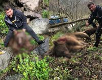 Yavru ayıyı vurduktan sonra köpekleriyle işkence yapan avcı serbest bırakıldı