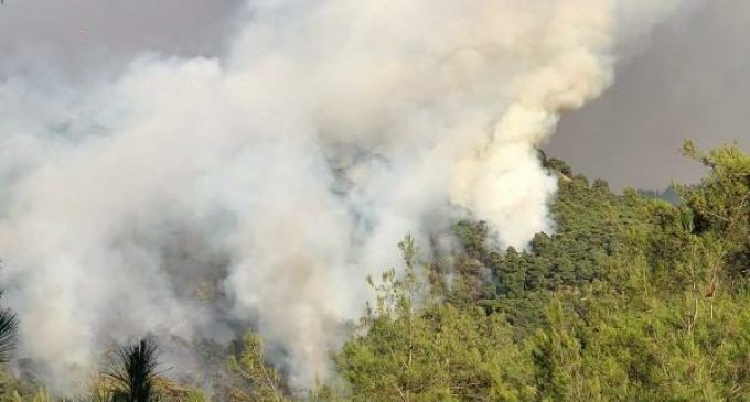 Manisa Ahmetli’de orman yangını