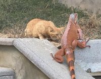 Veteriner İşleri Müdürü ihbara inanmasa da binanın bahçesinde iguana bulundu