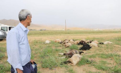 Yıldırım can aldı: Bir kişi yaşamını yitirdi, 19 koyun telef oldu
