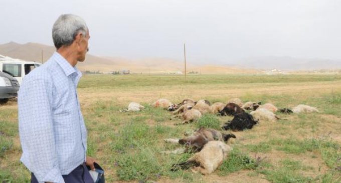 Yıldırım can aldı: Bir kişi yaşamını yitirdi, 19 koyun telef oldu