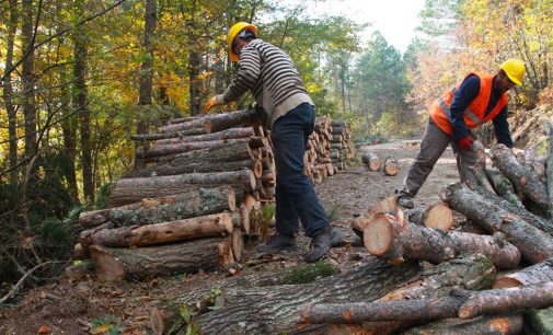 2019’da 486 orman işçisi yaşamını yitirdi: Bakan verileri örtbas mı etmek istiyor?