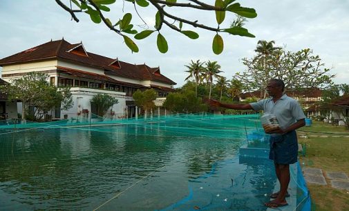 Salgın nedeniyle turist gelmeyince lüks otel havuzlarını balık çiftliğine çevirdi