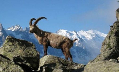 Yaban keçisi, kızılgeyik ve karaca: Bakanlık 115 yaban hayvanın avlanması için ihaleye çıktı