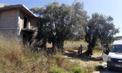 Bin 500 yıllık zeytin ağacının yanına villa