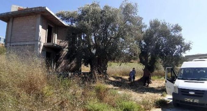 Bin 500 yıllık zeytin ağacının yanına villa