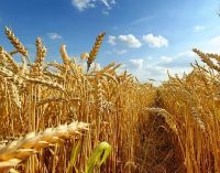 Buğday fiyatları altı yılın zirvesine çıktı