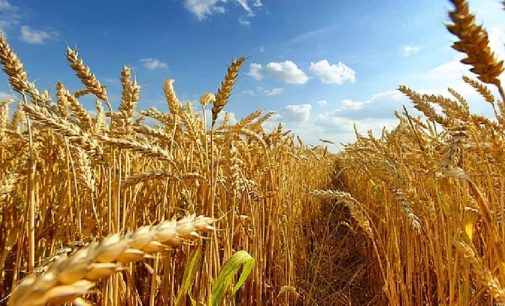 Buğday fiyatı 2020’de yüzde 23.64 yükseldi