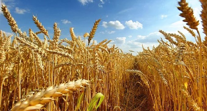 Buğday fiyatları altı yılın zirvesine çıktı