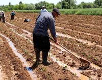 OECD: Pandemi sürecinde çiftçiye verilen destek yüzde 54’e geriledi