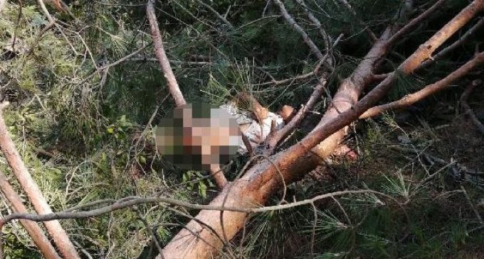 İş cinayeti: Üzerine ağaç devrilen ağaç kesim işçisi yaşamını yitirdi